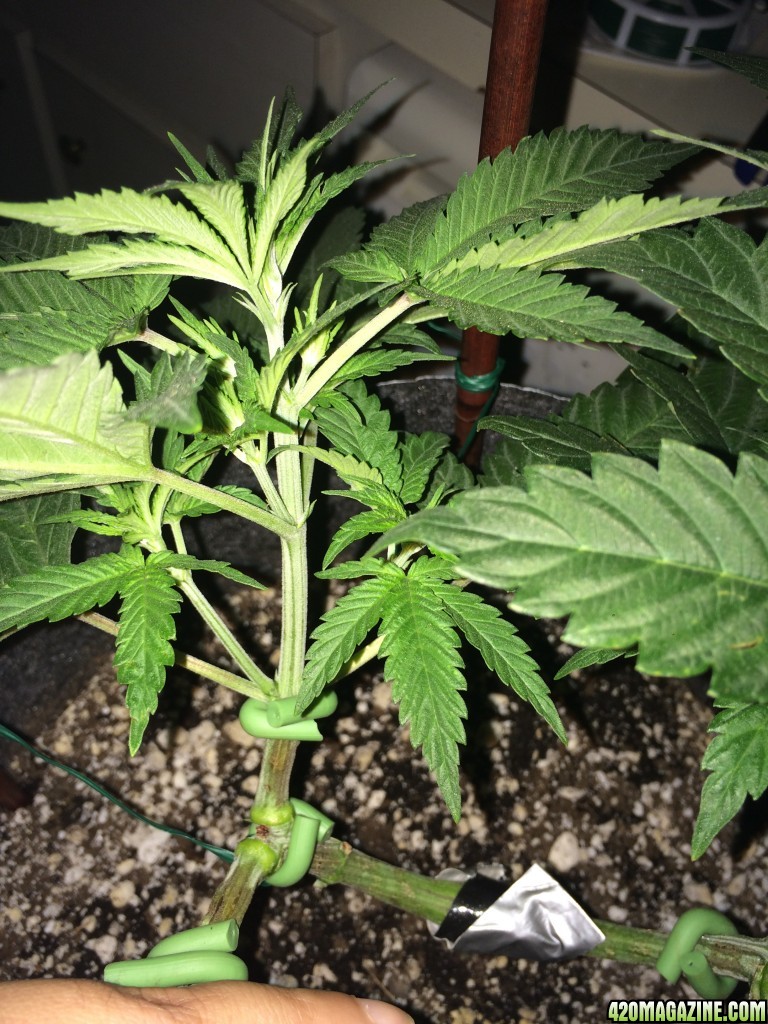 Raspberry Cough Sativa Week 6