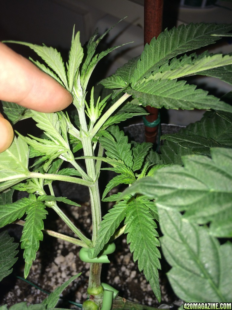 Raspberry Cough Sativa Week 6