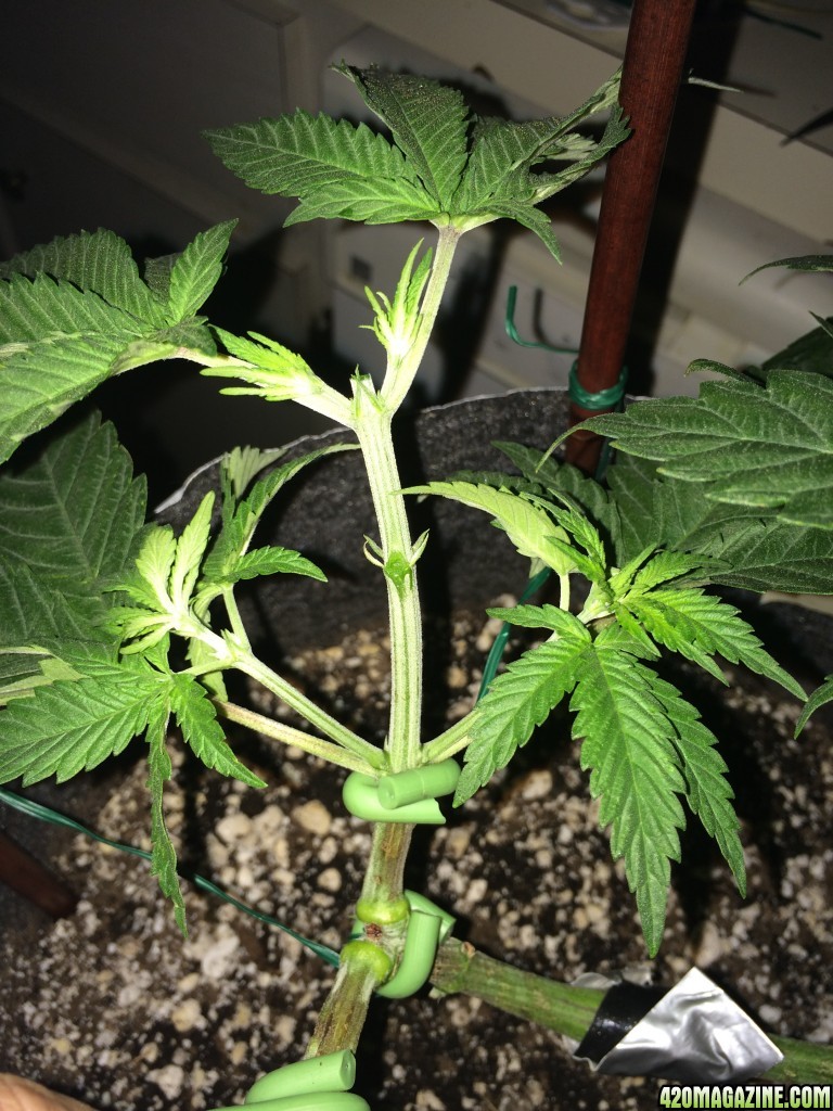 Raspberry Cough Sativa Week 6