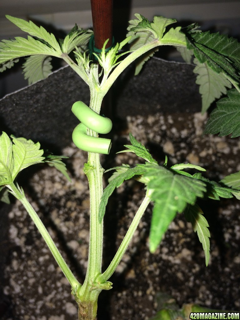 Raspberry Cough Sativa Week 6