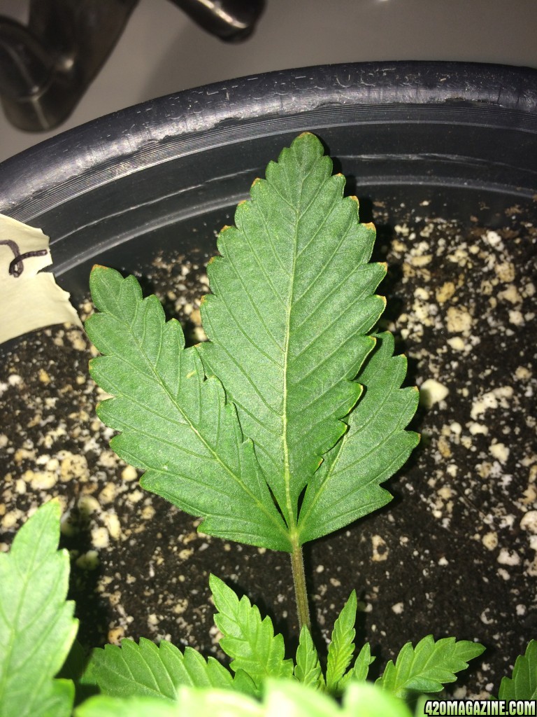 Raspberry Cough Wk2 Yellowing Edges