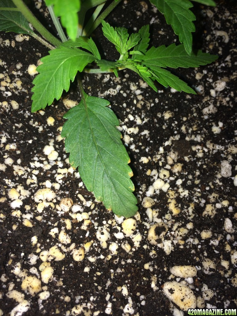 Raspberry Cough Wk2 Yellowing Edges