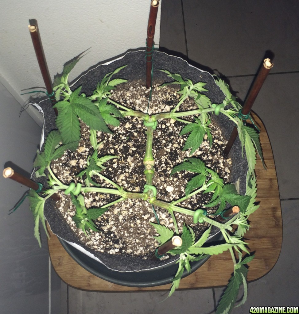 Raspberry Cough1 Sativa Week 6