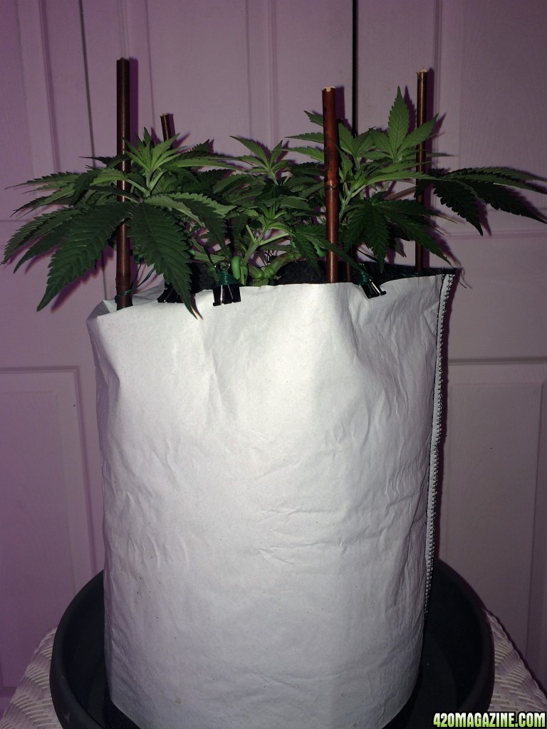 Raspberry Cough1 Sativa Week 7