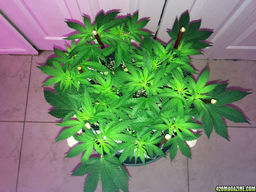 Raspberry Cough1 Sativa Week 7