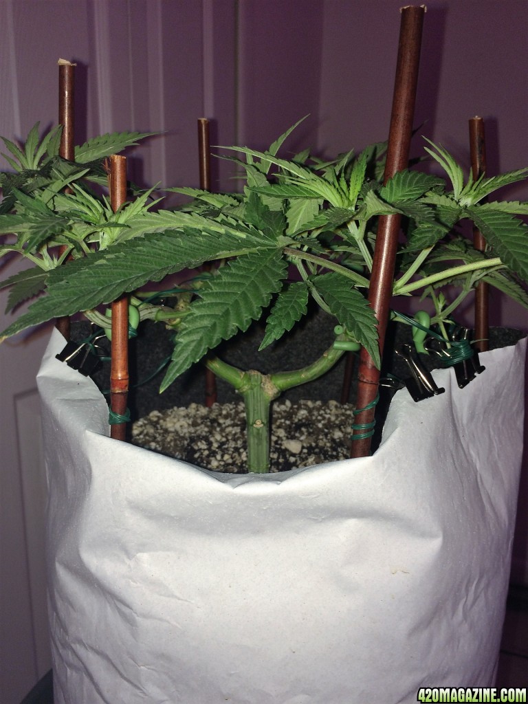 Raspberry Cough1 Sativa Week 7