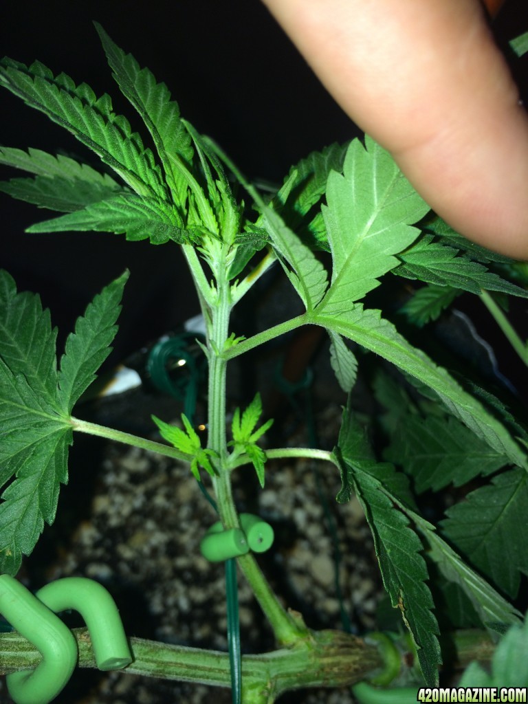 Raspberry Cough1 Sativa Week 7