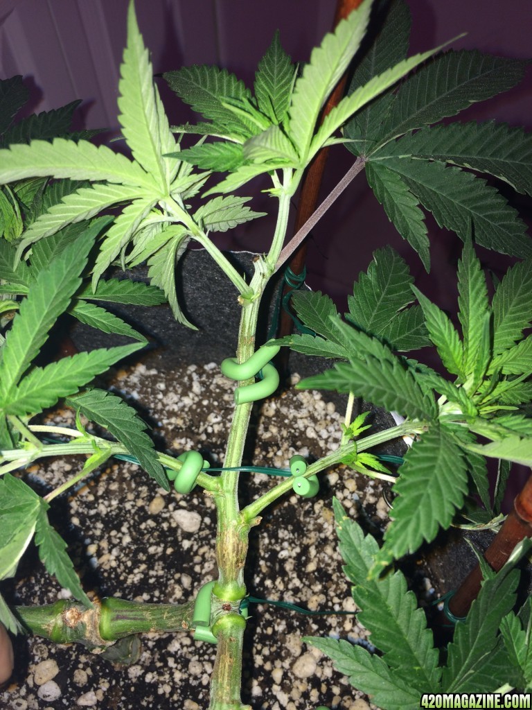 Raspberry Cough1 Sativa Week 7