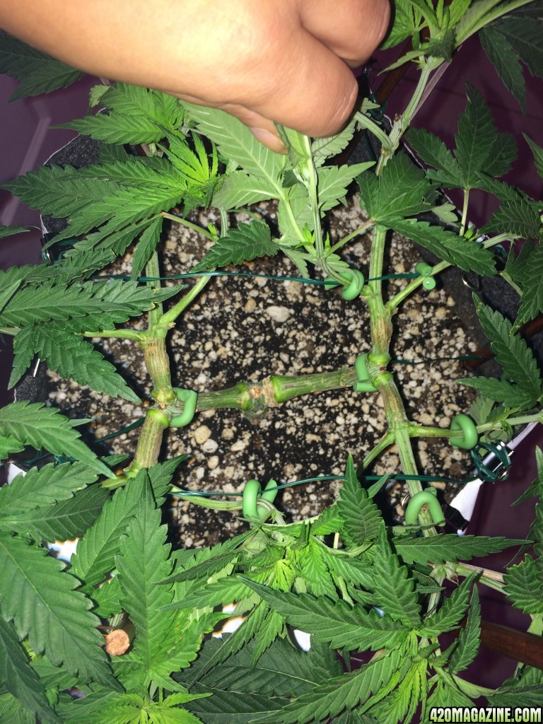 Raspberry Cough1 Sativa Week 7