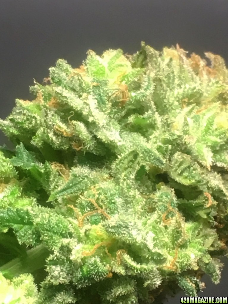 Raspberry Cough1 Week 19 Flowering Day 64