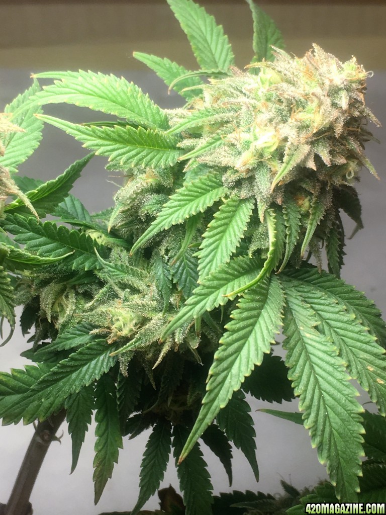 Raspberry Cough1 Week 19 Flowering Day 64