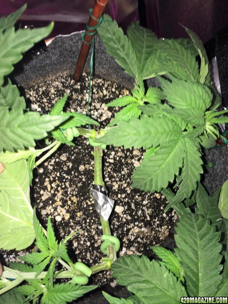 Raspberry Cough1 Wk5