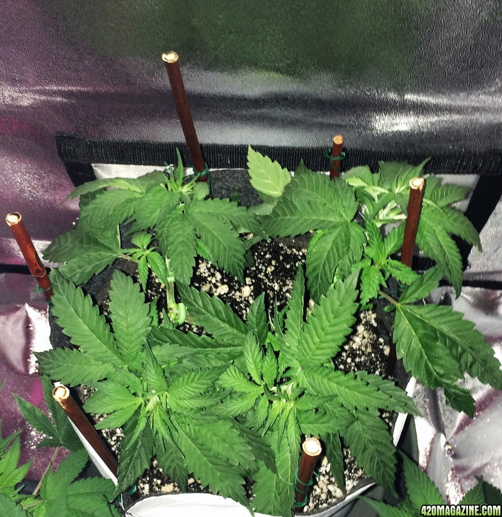 Raspberry Cough1 Wk5