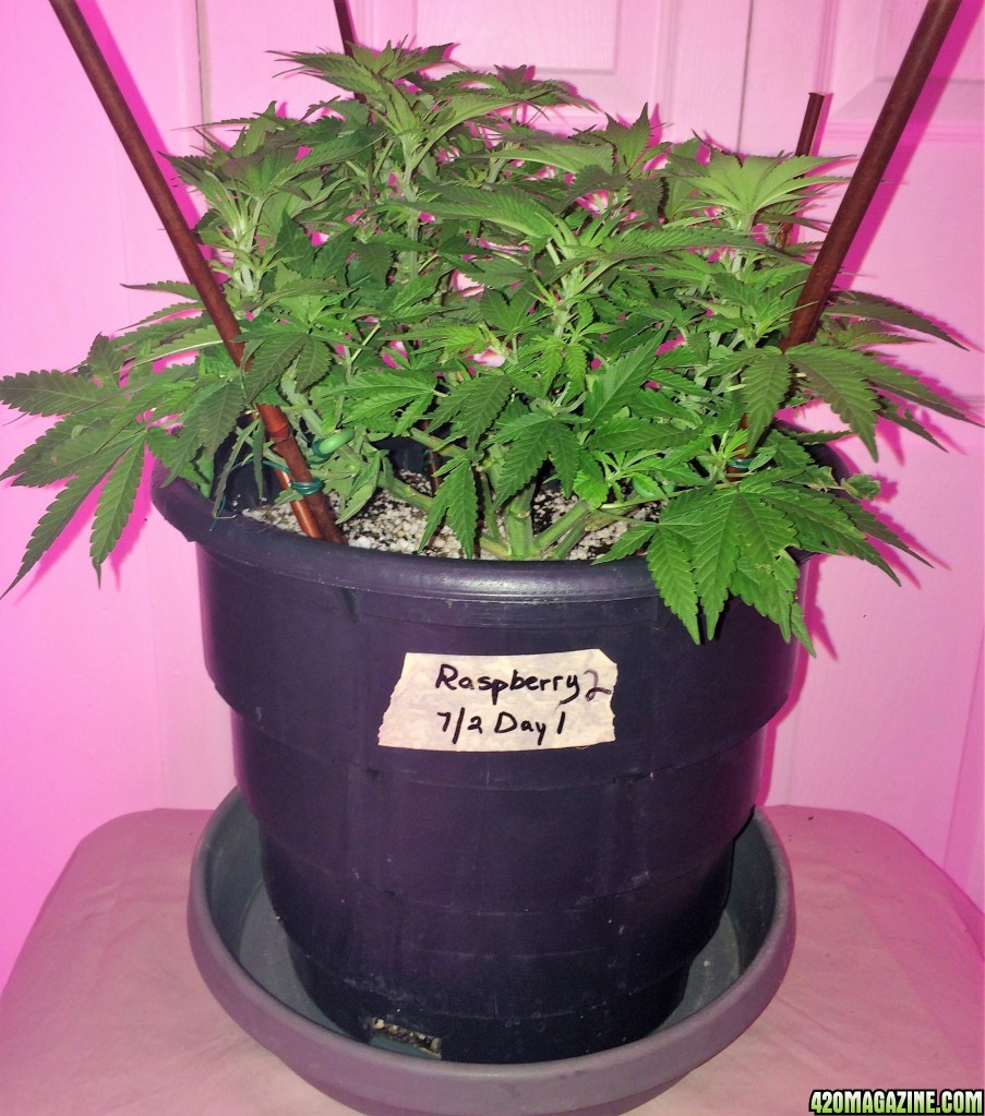 Raspberry Cough2 Sativa Week 7