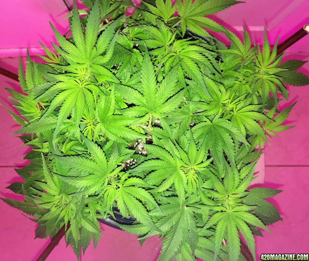 Raspberry Cough2 Sativa Week 7