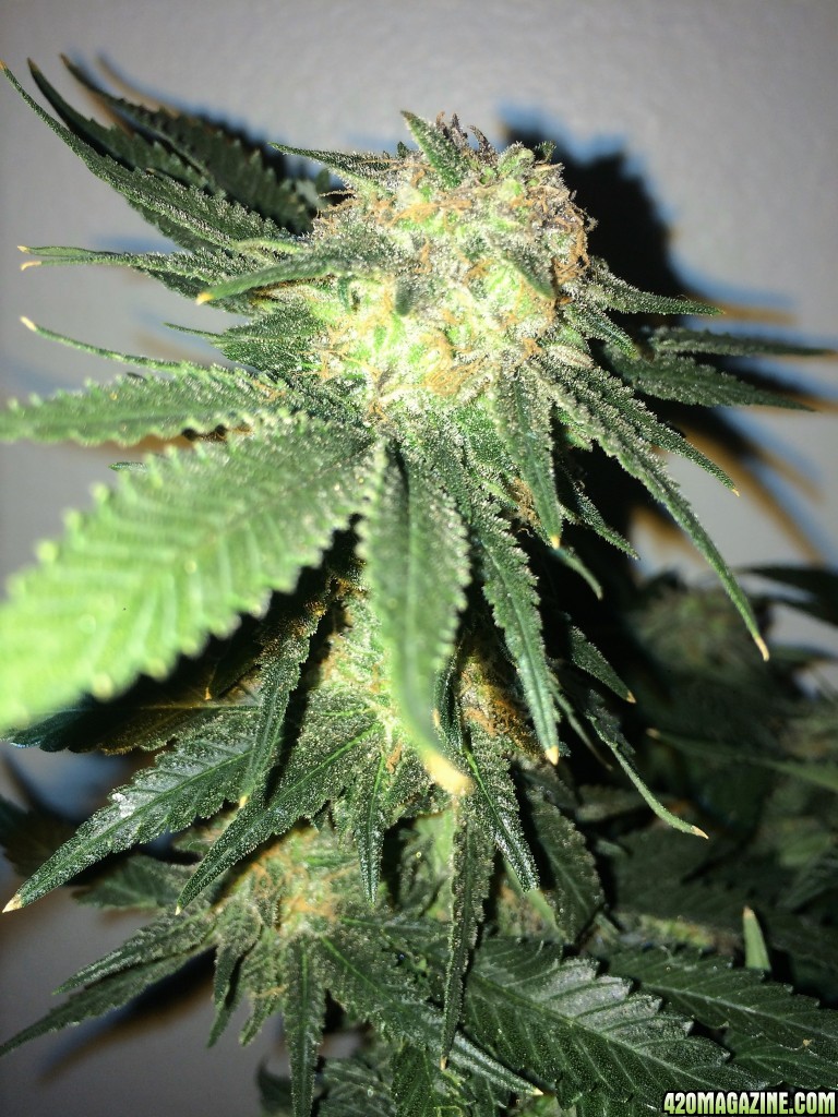 Raspberry Cough2 Week 16 Flowering Day 56