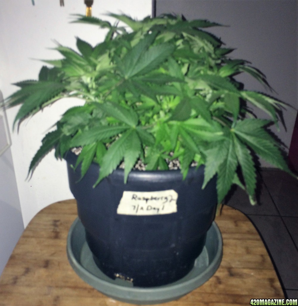 Raspberry Cough2 Week6