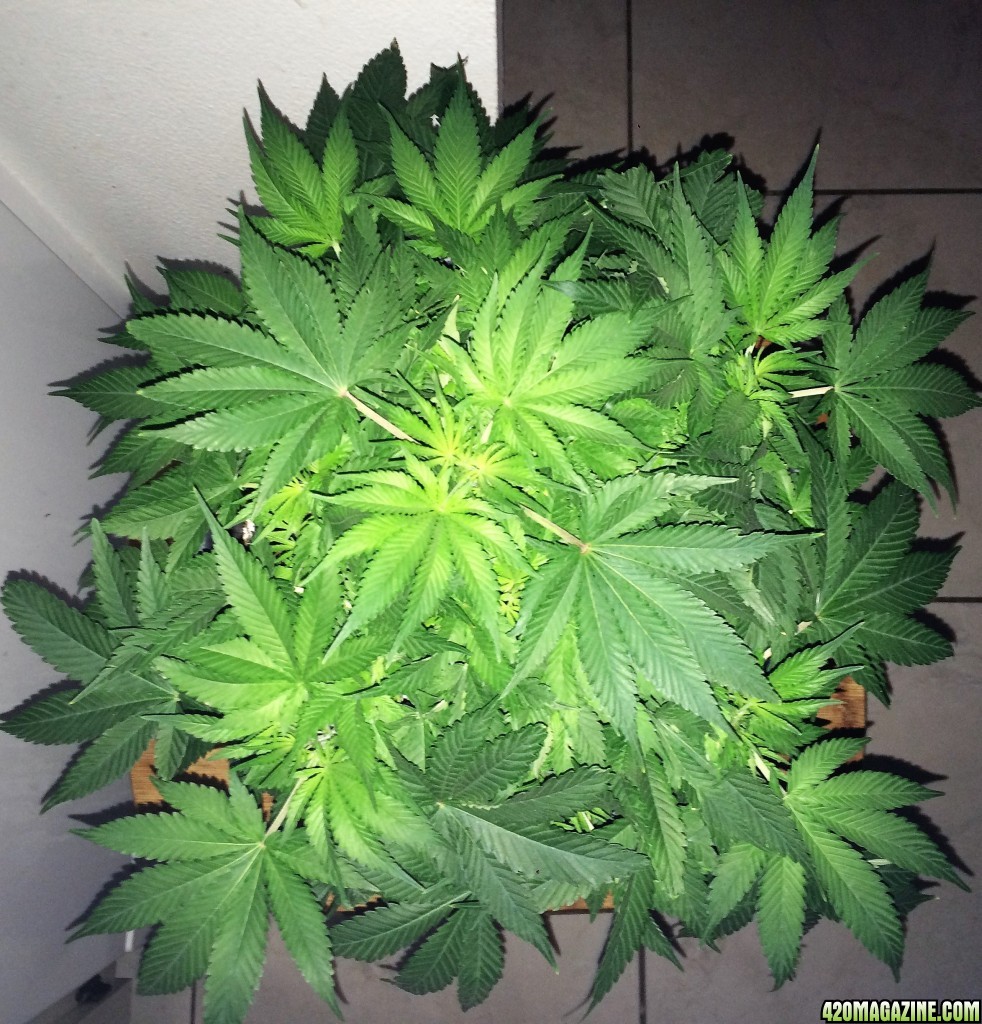 Raspberry Cough2 Week6