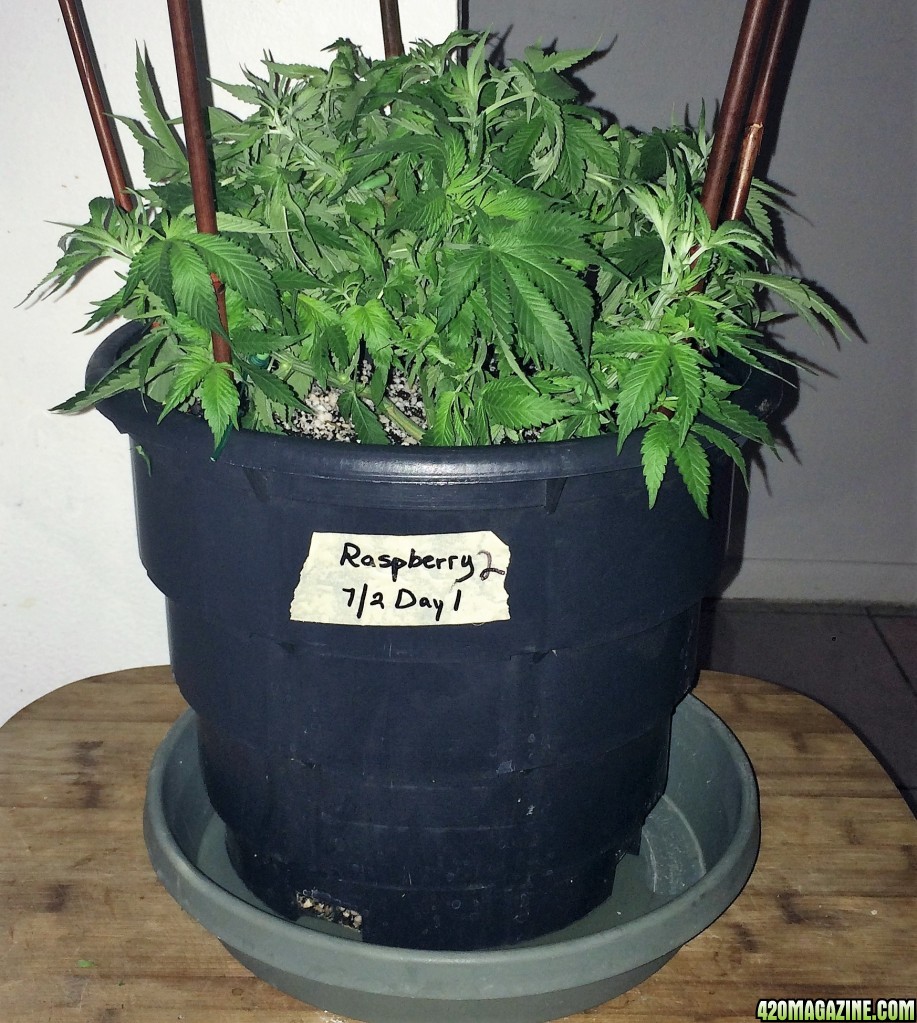 Raspberry Cough2 Week6