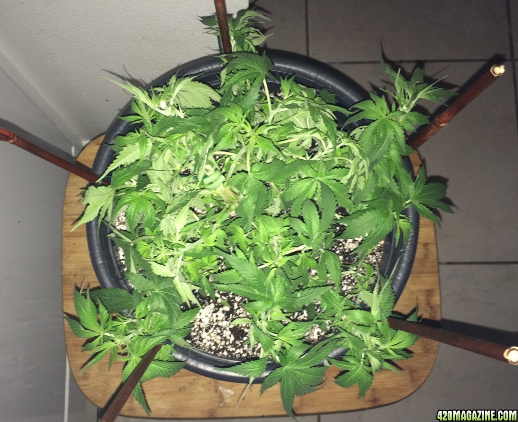 Raspberry Cough2 Week6