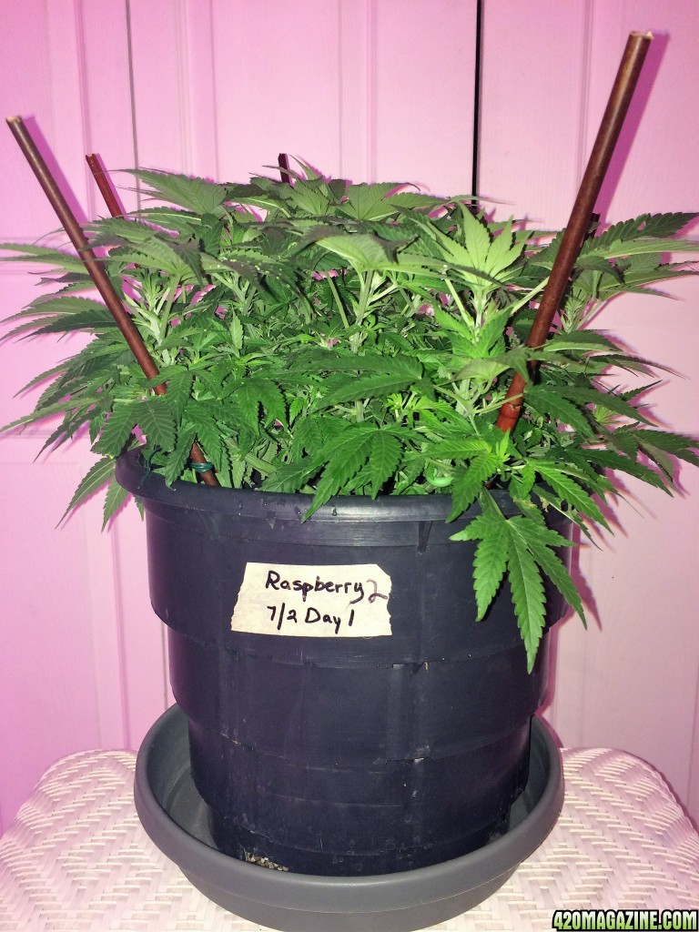 Raspberry Cough2 Week7 Flwr Day1