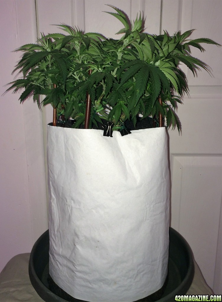 Raspberry1 Cough Sativa Week 8