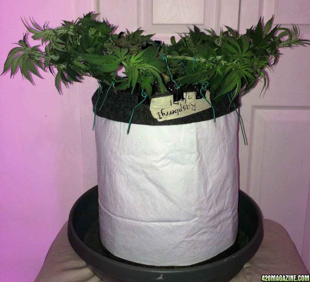 Raspberry1 Cough Sativa Week 8