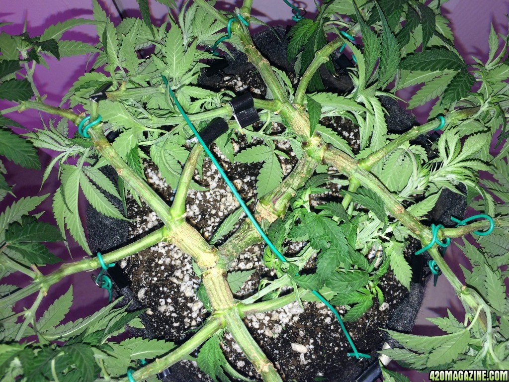 Raspberry1 Cough Sativa Week 8