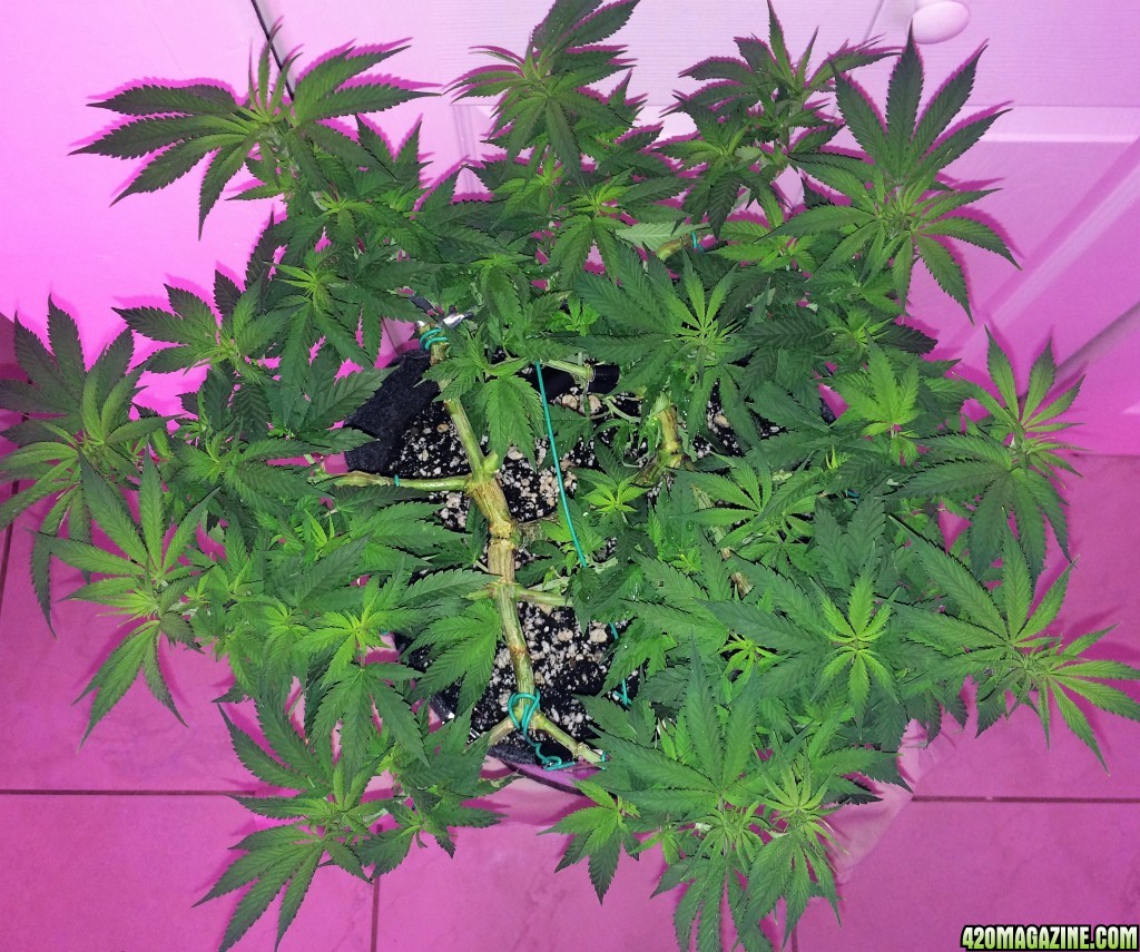 Raspberry1 Cough Sativa Week9 Flowering Day 2