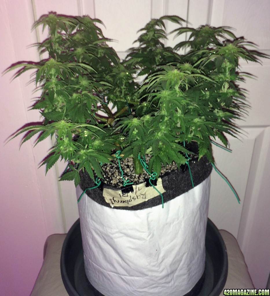 Raspberry1 Cough Week 11 Flowering Day 16