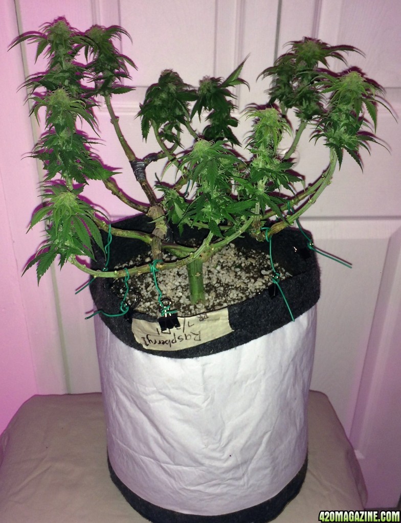 Raspberry1 Cough Week 12 Flowering Day 23