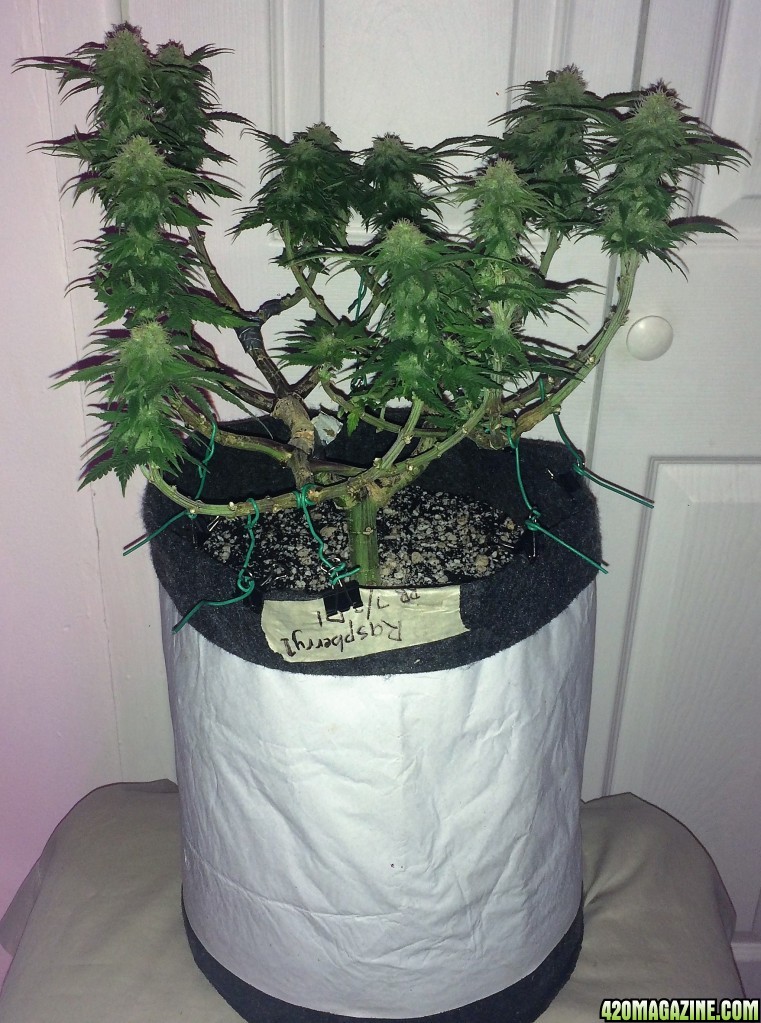 Raspberry1 Cough Week 13 Flowering Day 29