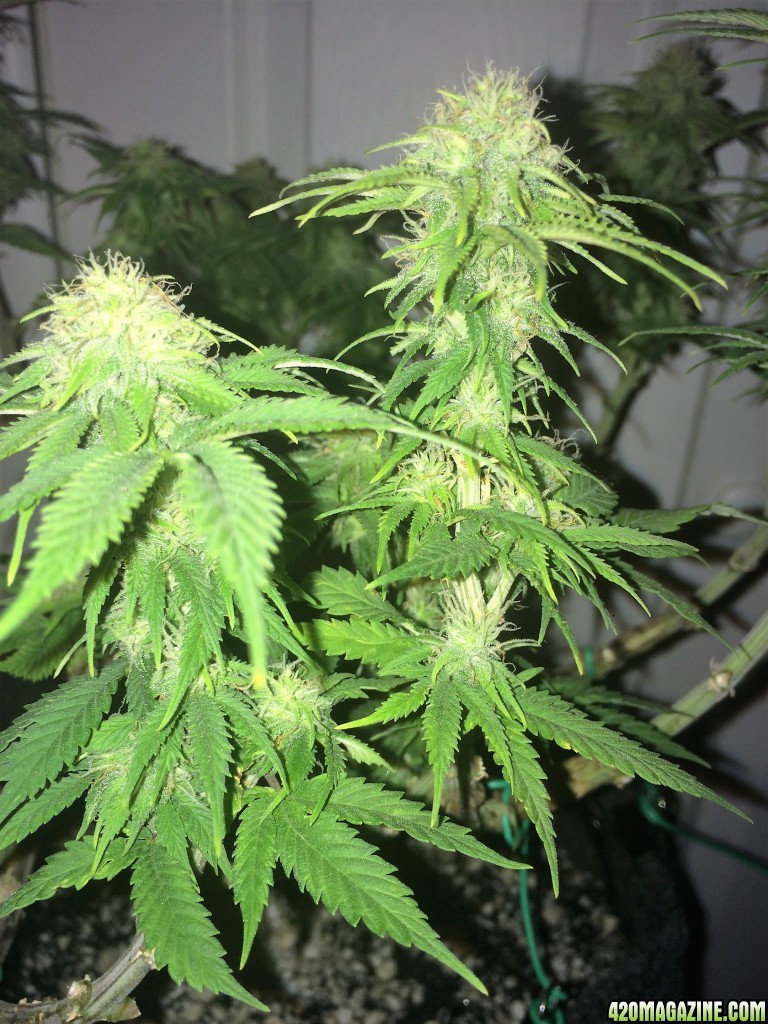 Raspberry1 Cough Week 13 Flowering Day 29