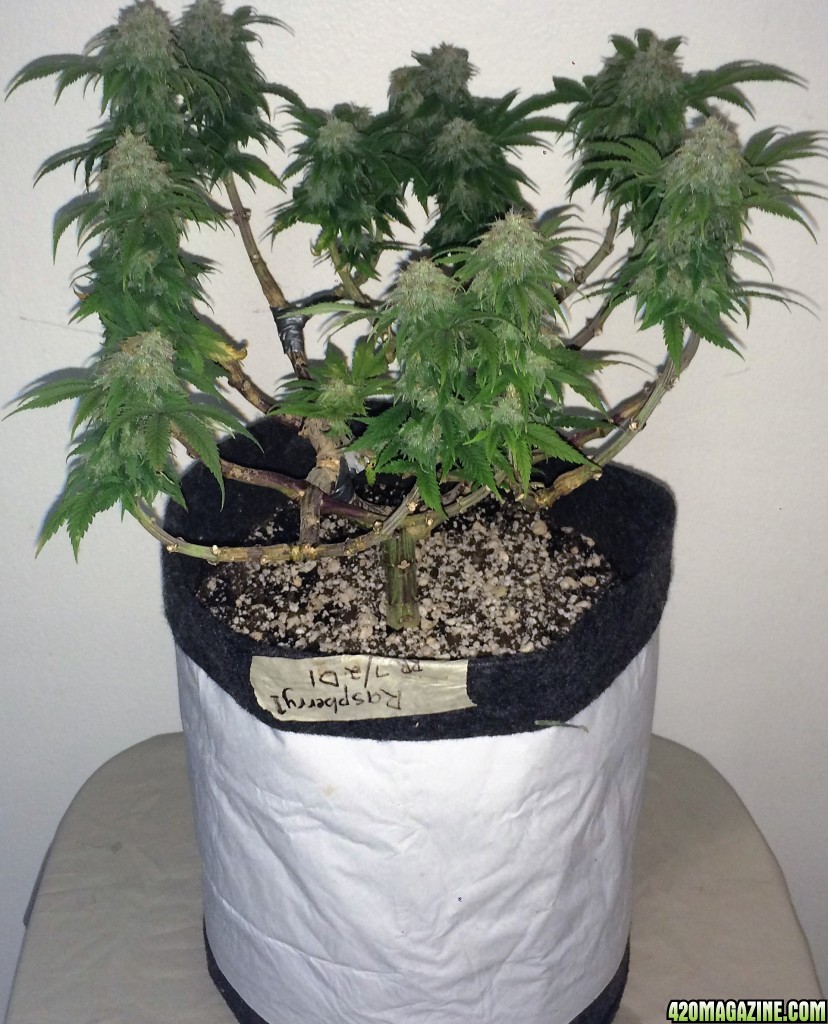 Raspberry1 Cough Week 15 Flowering Day 43