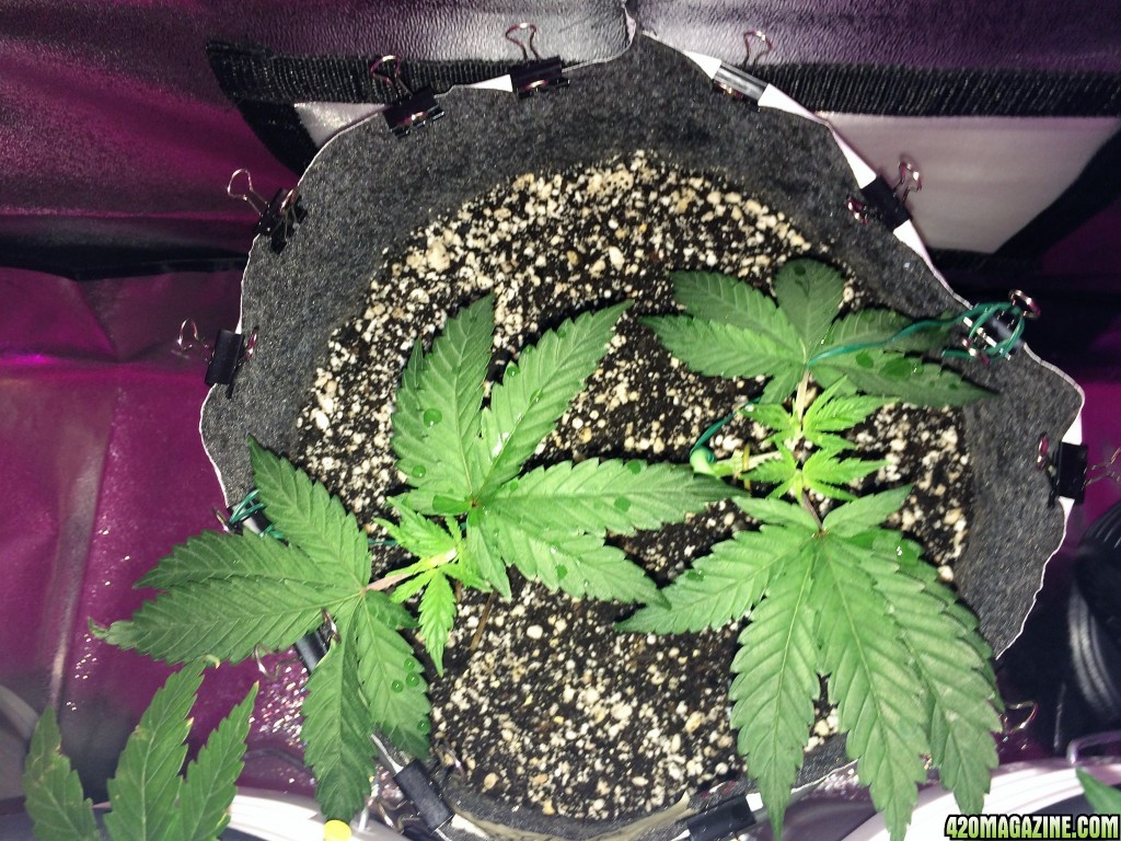 Raspberry1 Wk4