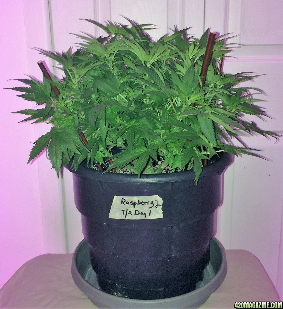 Raspberry2 Cough Sativa Week 9 Flowering Day 8