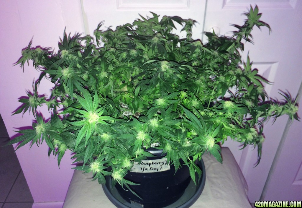 Raspberry2 Cough Week 12 Flowering Day 28