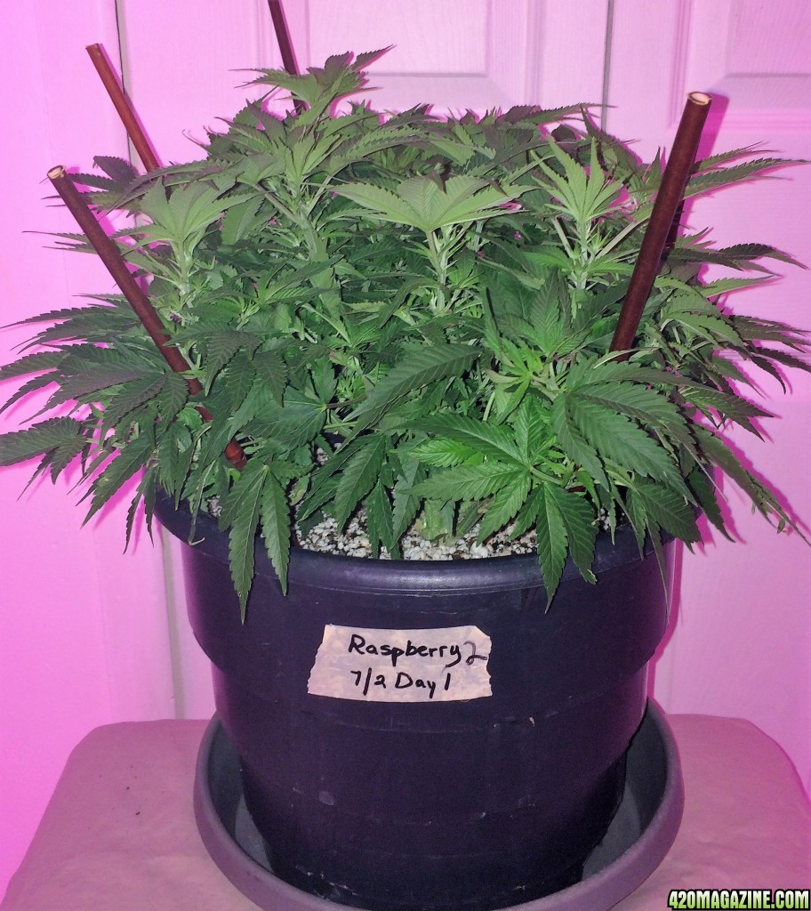 Raspberry2 Cough Wk8 Flwr1