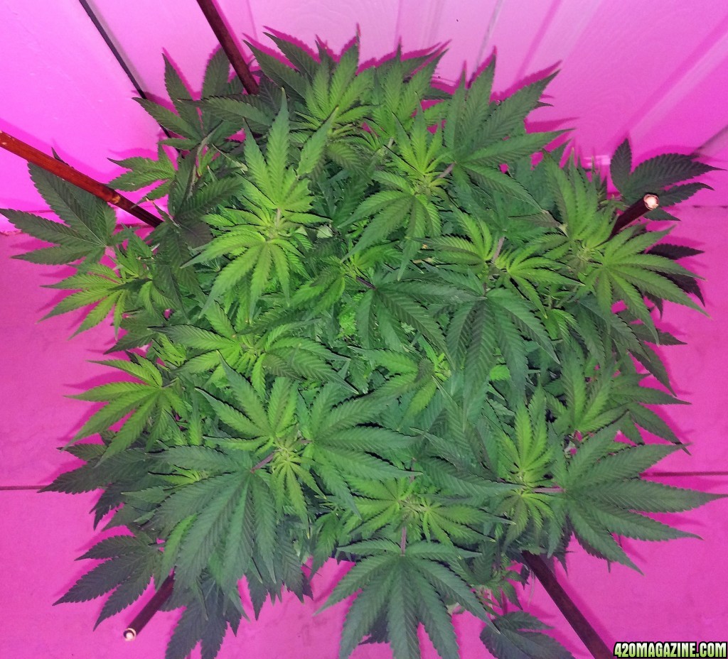 Raspberry2 Cough Wk8 Flwr1