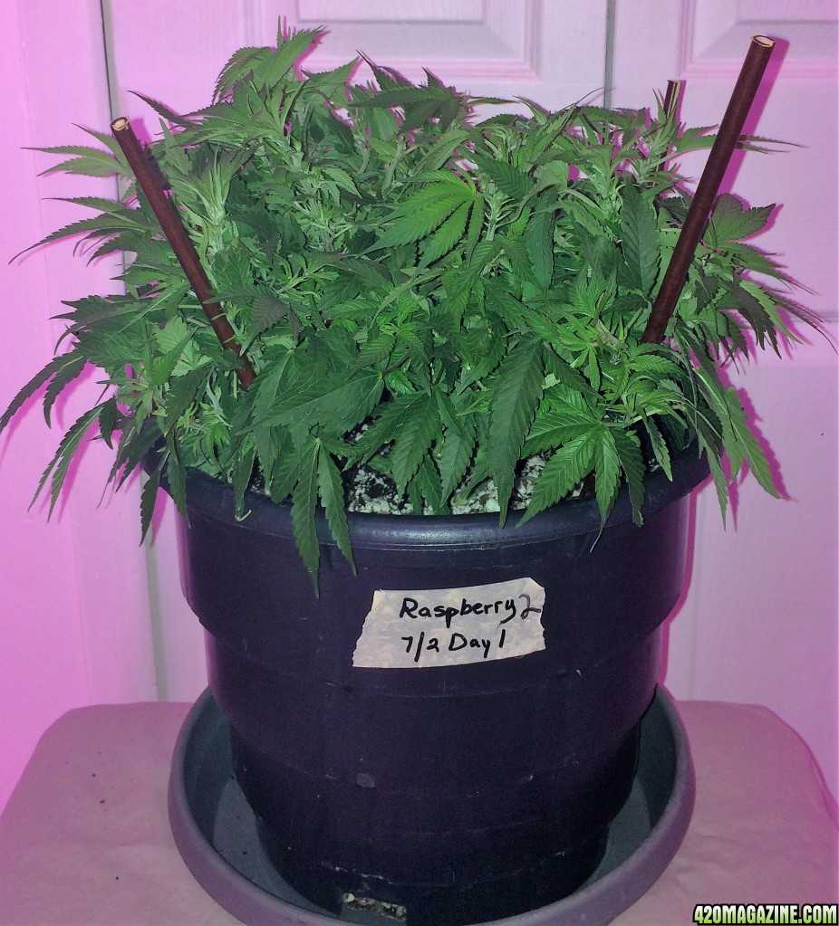 Raspberry2 Cough Wk8 Flwr1