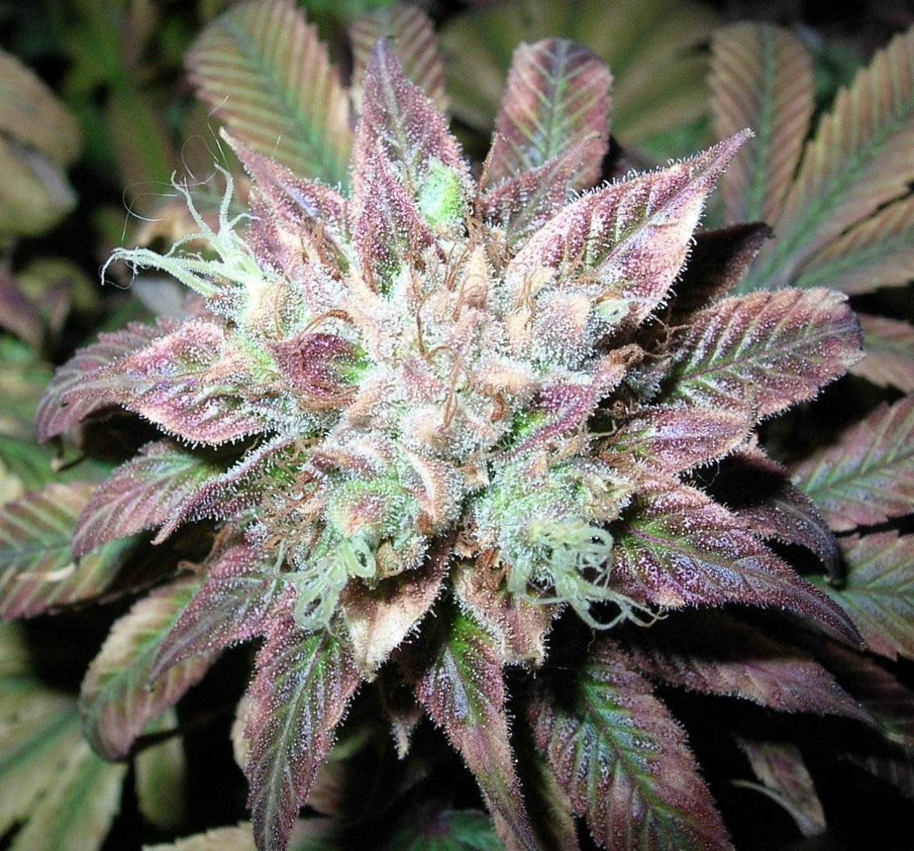 RaspberryDiesel - Chop - 62 days