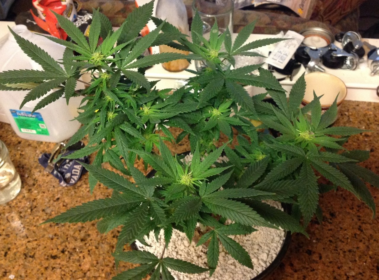 RD day 17 flower.jpg