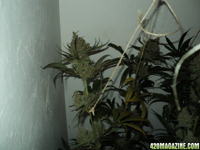 Ready_to_harvest_Vanilla_Kush