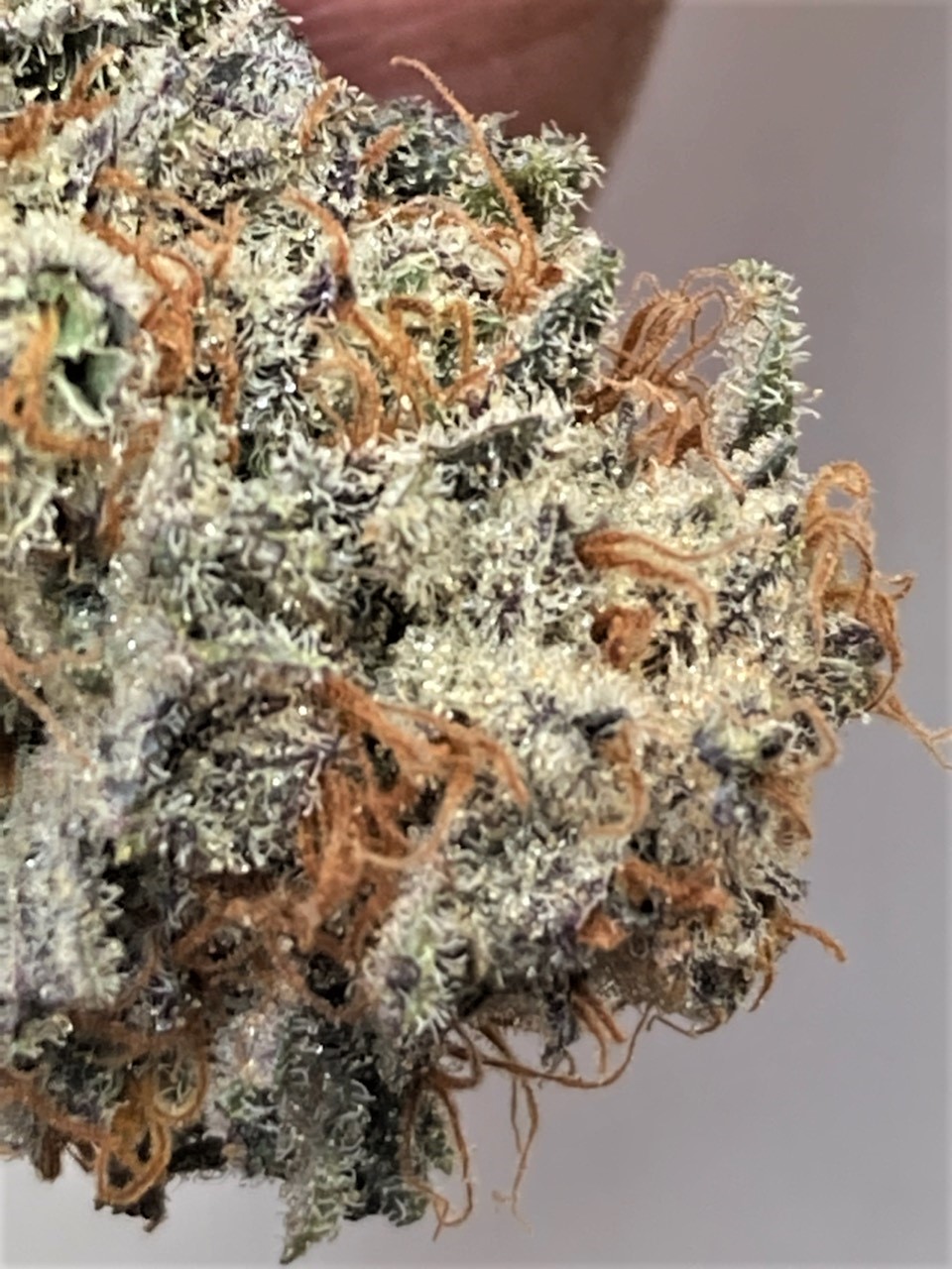 REAL CLOSEUP SLURRICANE FINISHED BUD.jpg