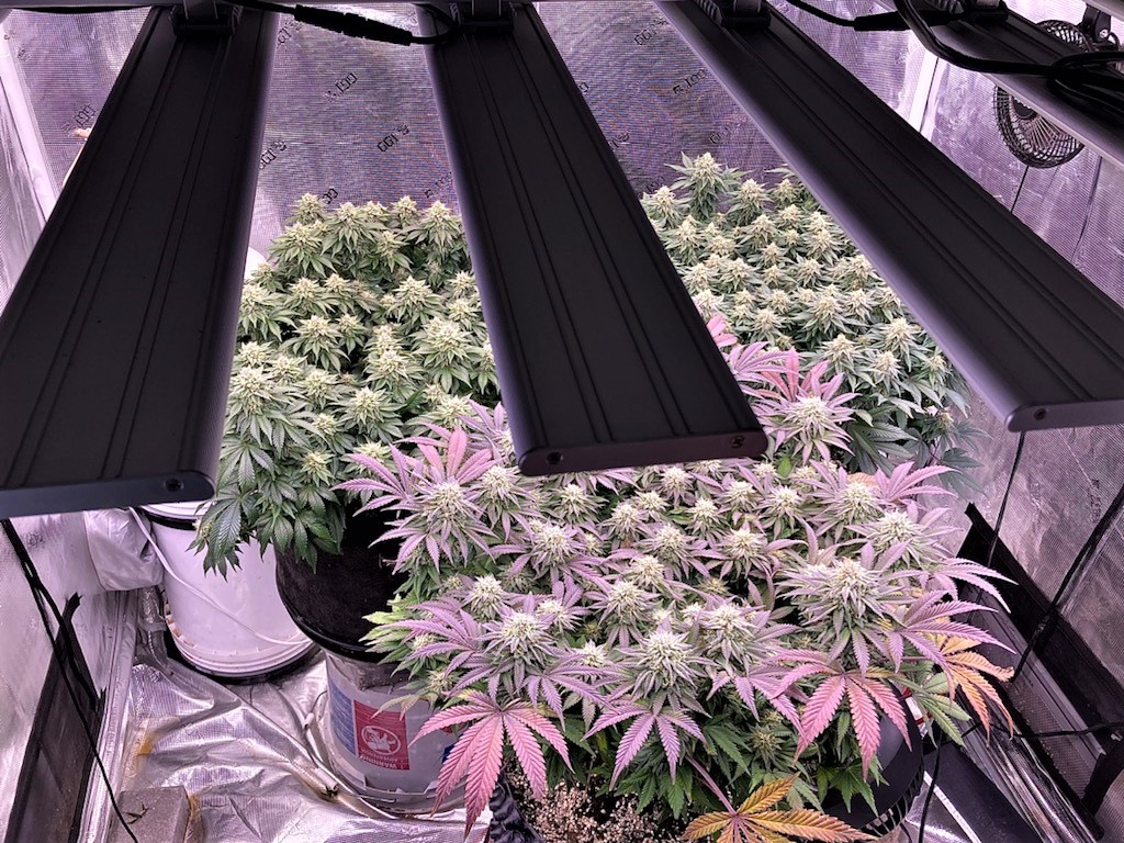 Real high overhead of 3 tent plants in soil in mid flower for epilogue.jpg