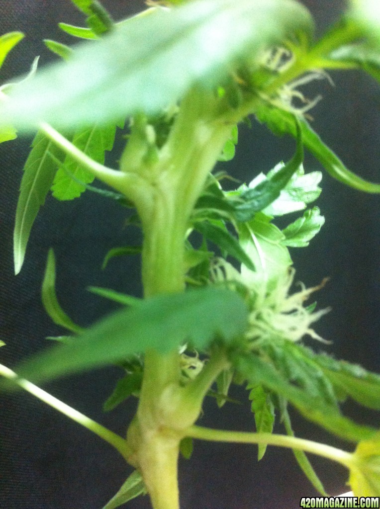 Really strange growth, week 5 flower, what is it?