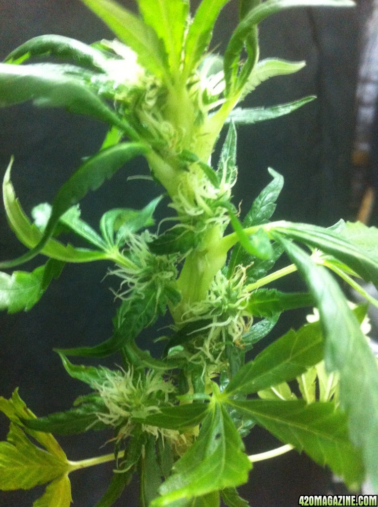 Really strange growth, week 5 flower, what is it?