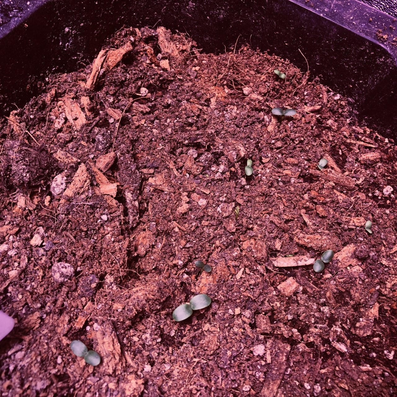 red clover sprouts