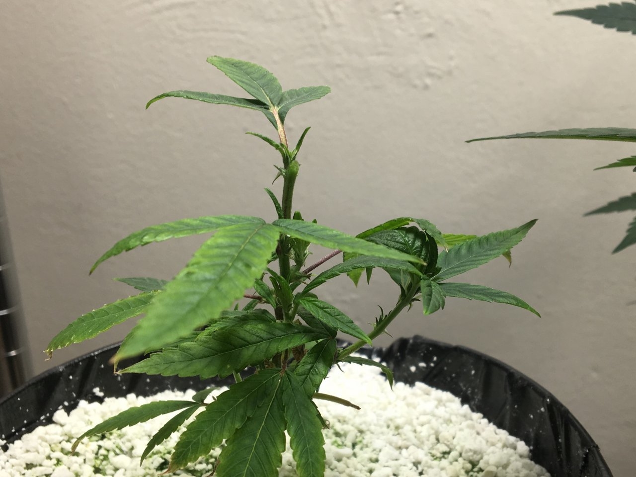 Red Diesel (Day 13)