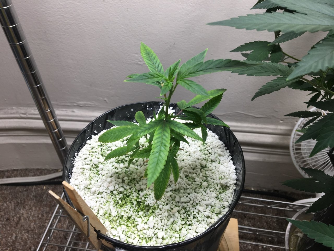 Red Diesel (Day 13)